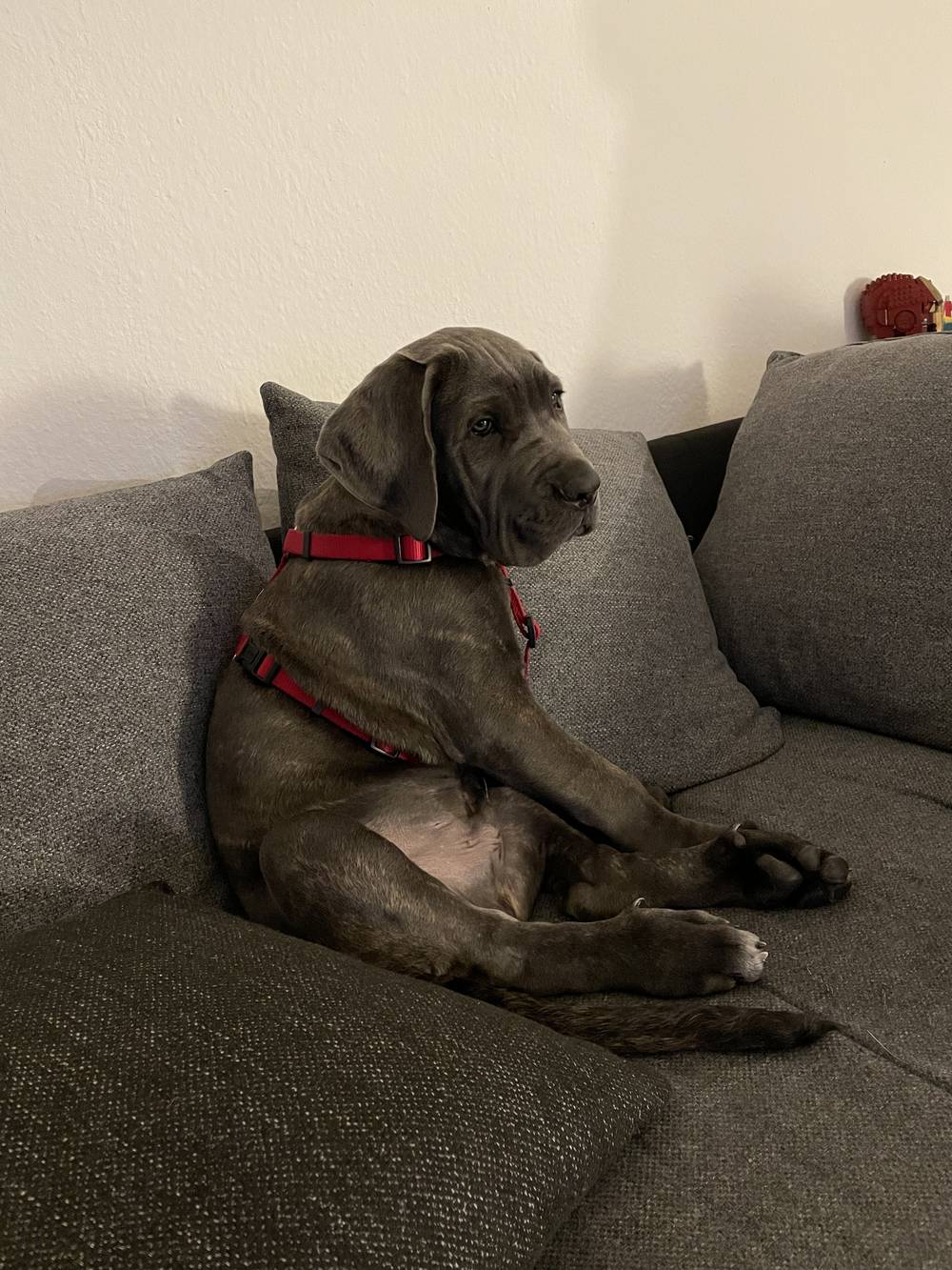 Uwe the Cane Corso OnlyFans – free nudes, naked, leaked