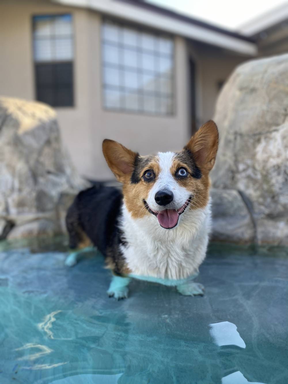 Kona The Corgi OnlyFans – free nudes, naked, leaked