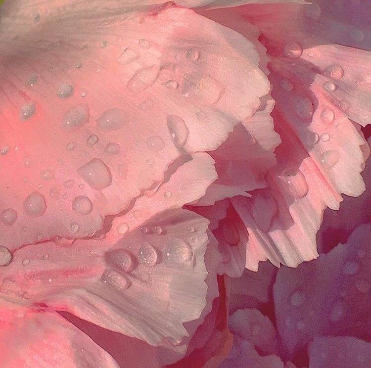 clover blue