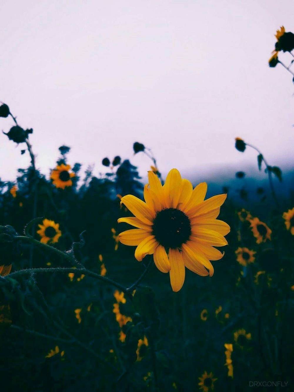 Sunflower Meadow