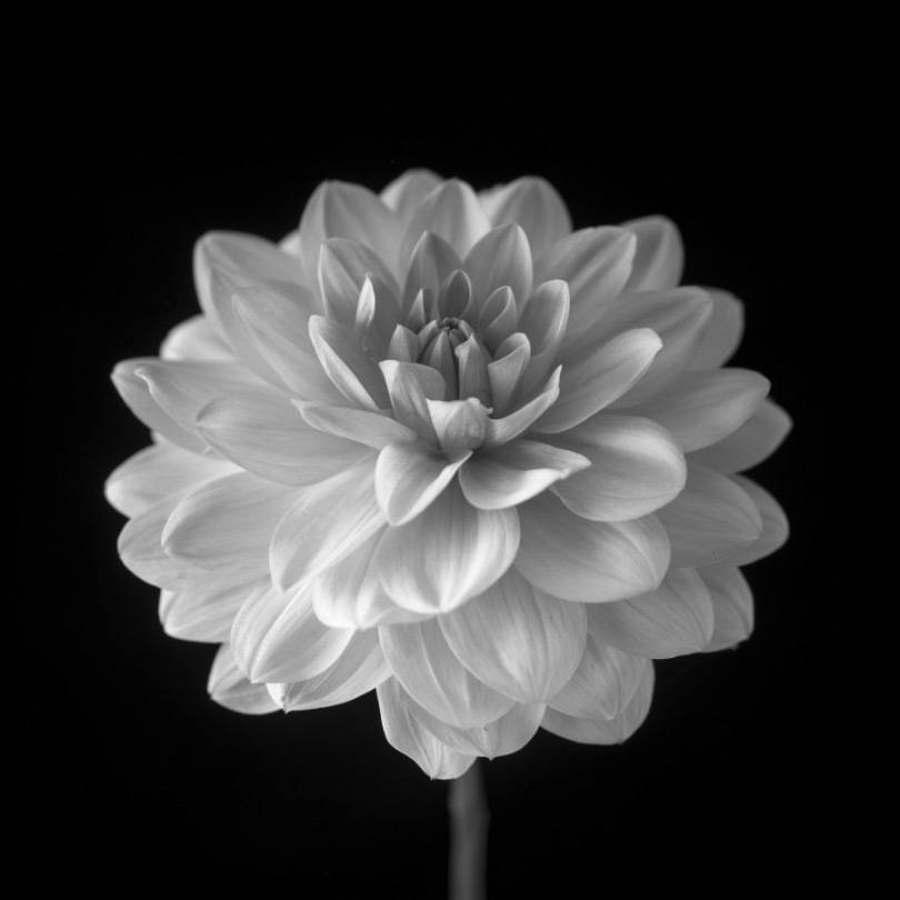 Dahlia