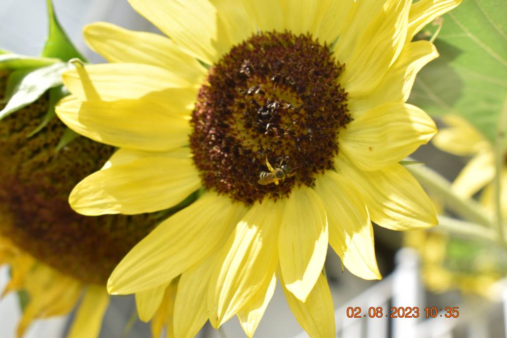 Girasol801