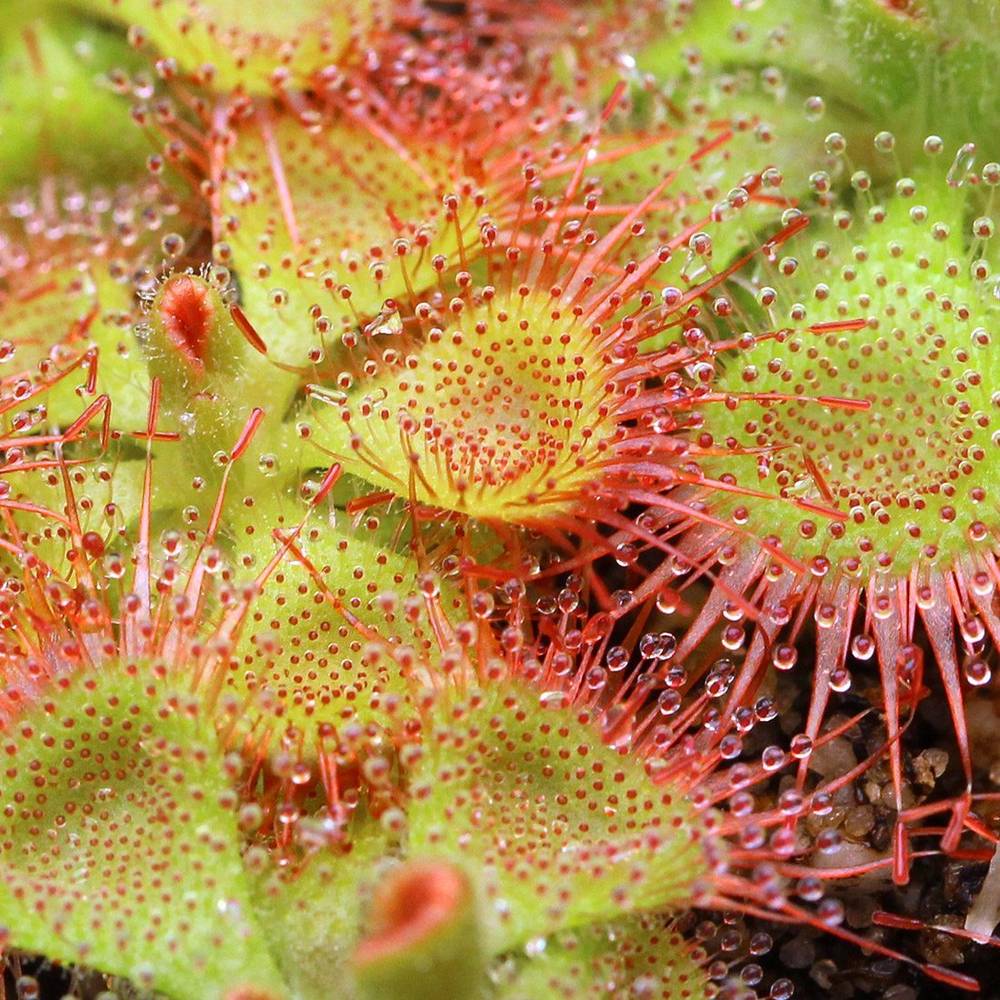 Drosera