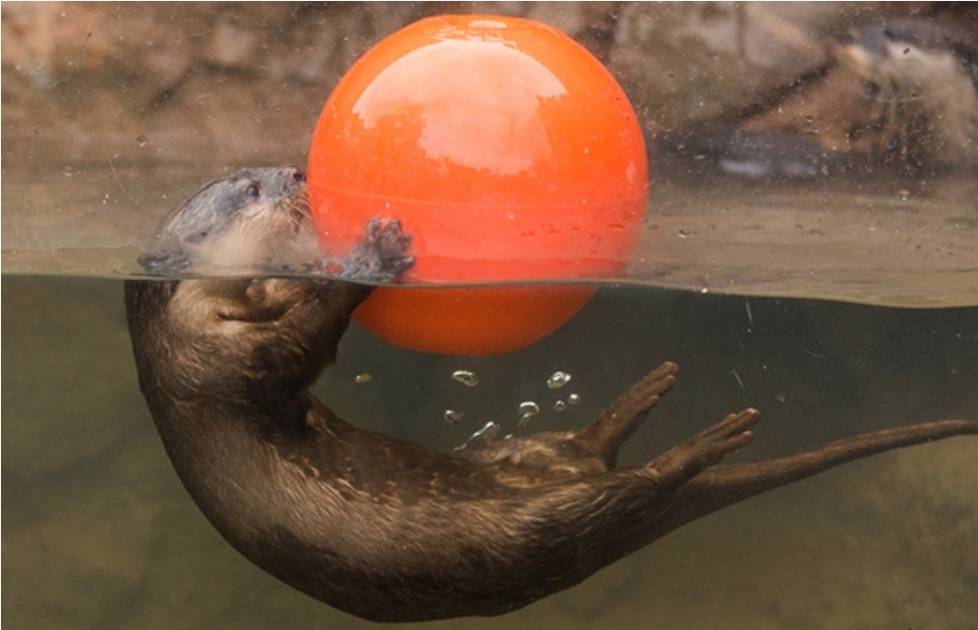 The Playful Otter