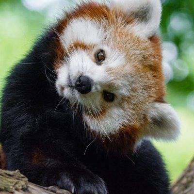 Red Panda T